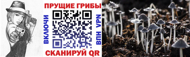 Галлюциногенные грибы прущие грибы  Купить  Красный Сулин 